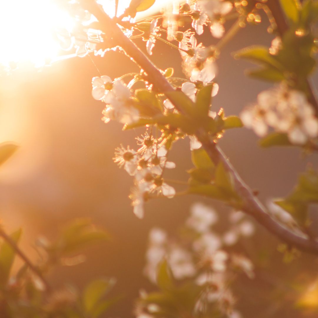 Springtime Feeling Happy Spring! How To Boost Your Mood in Springtime - CircleSquareOval
